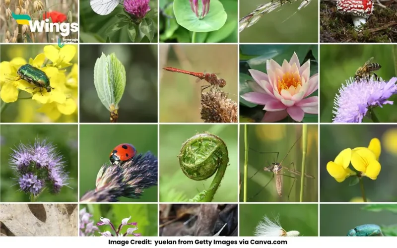 Flower Names in English