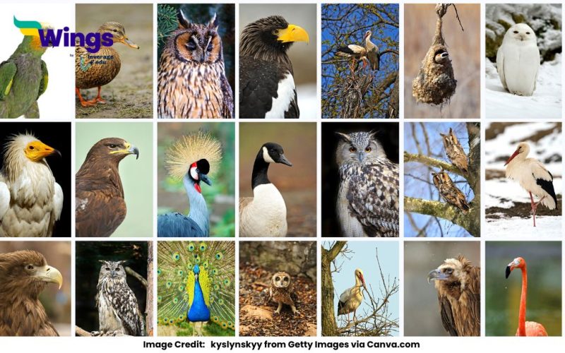 Birds Name in English