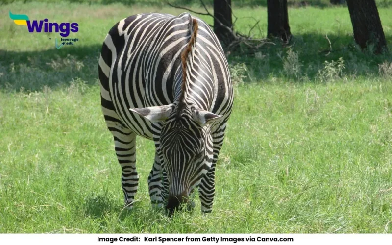 Herbivorous Animal Names in English