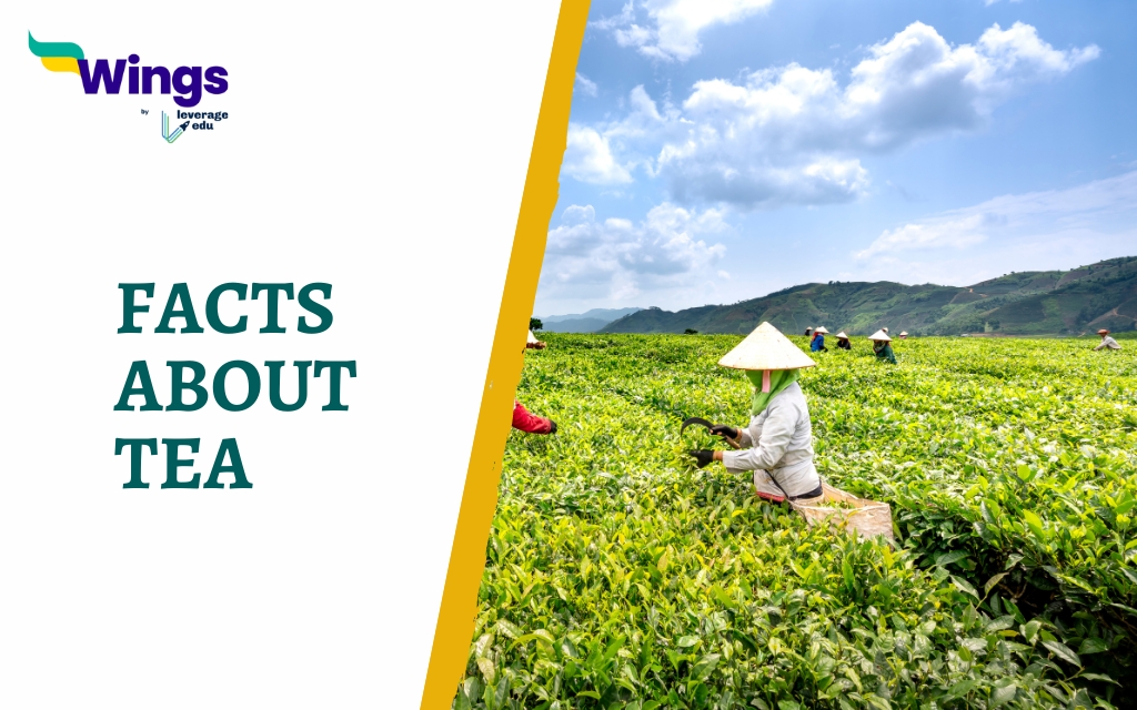 Interesting Facts About Tea