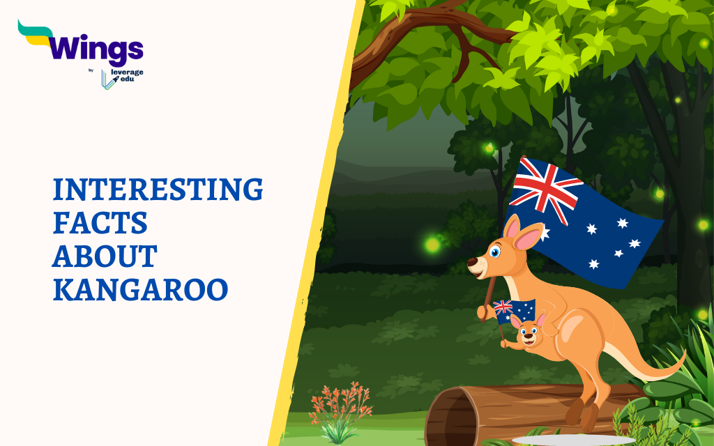 Interesting Facts About Kangaroo