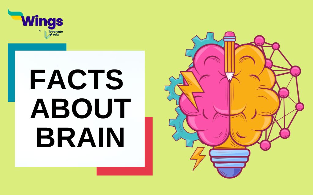 interesting-Facts-About-brain