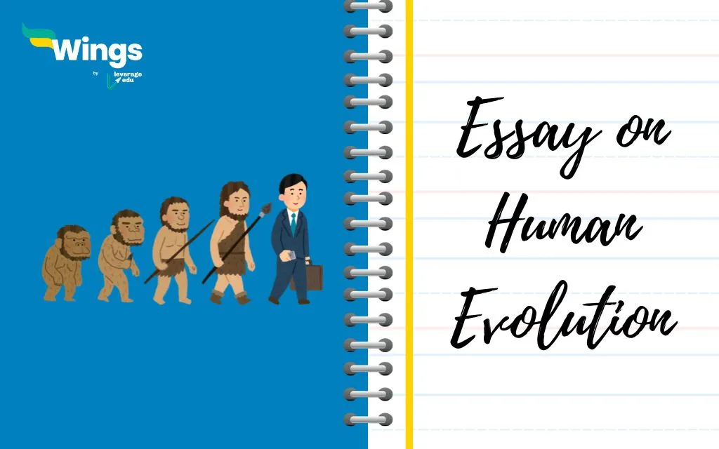 Essay on Human Evolution