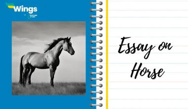 Essay on Horse