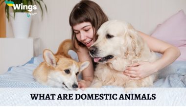 What-are-Domestic-Animals