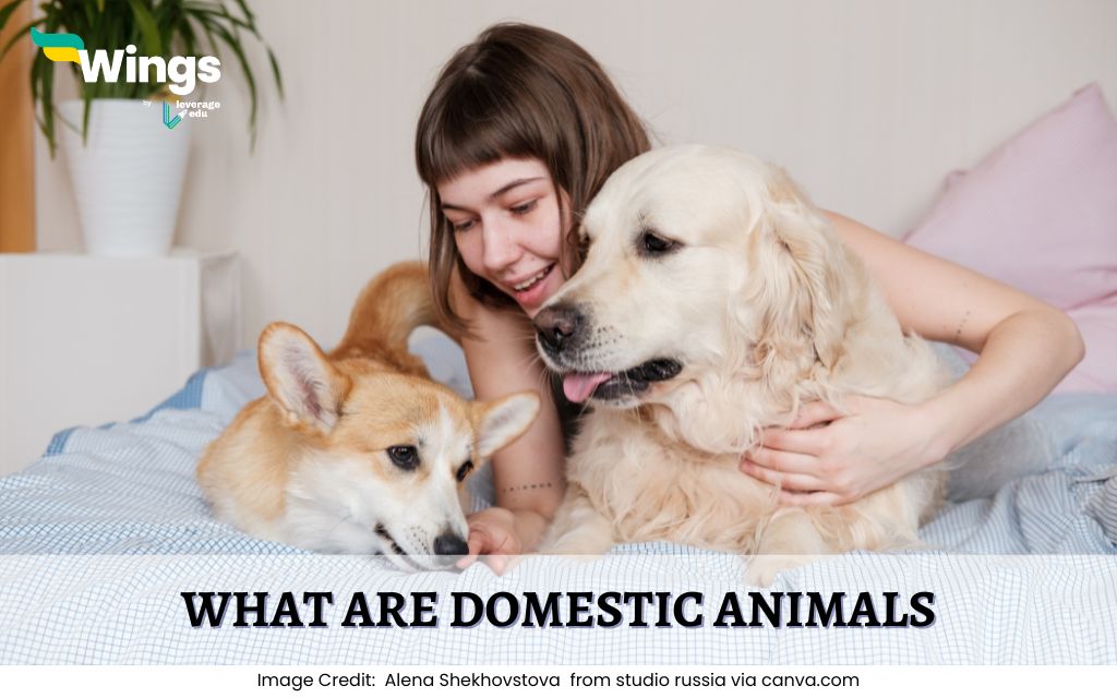 What-are-Domestic-Animals