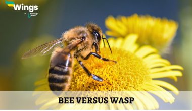 Bee-Versus-Wasp