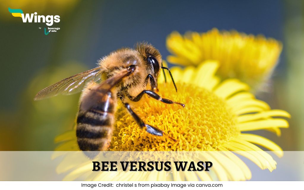 Bee-Versus-Wasp
