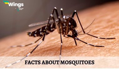 Facts-about-Mosquitoes.