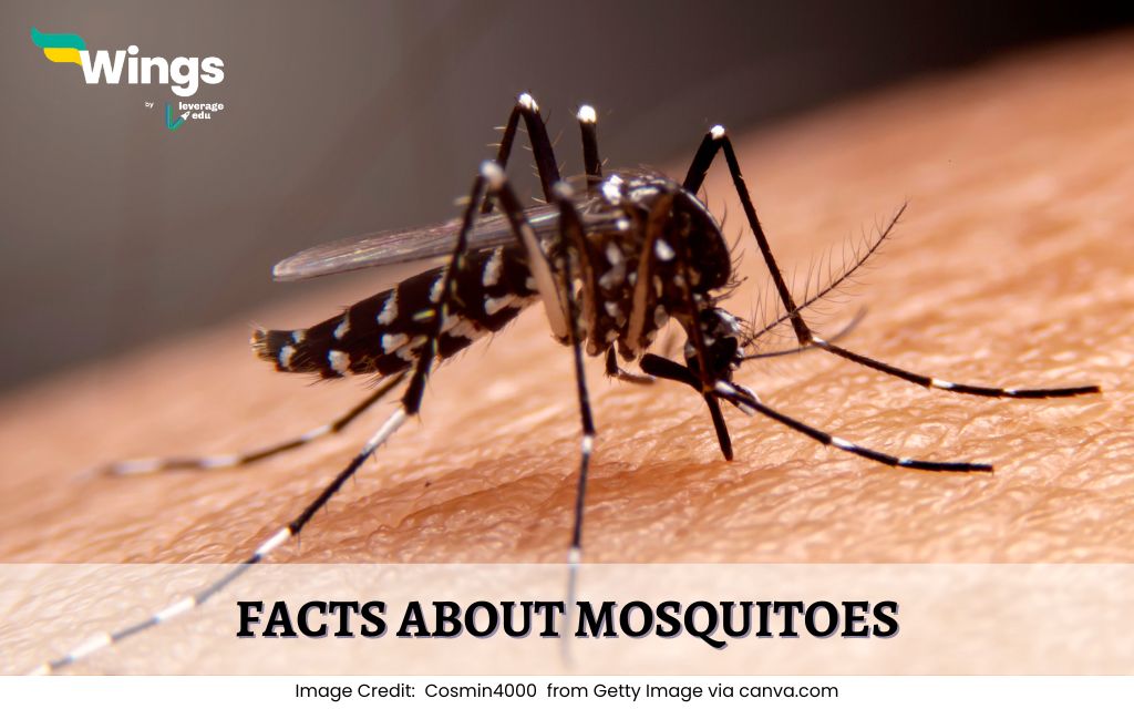 Facts-about-Mosquitoes.