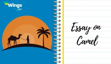 essay on camel