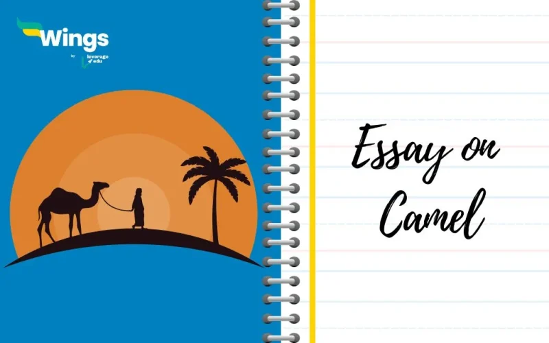 essay on camel